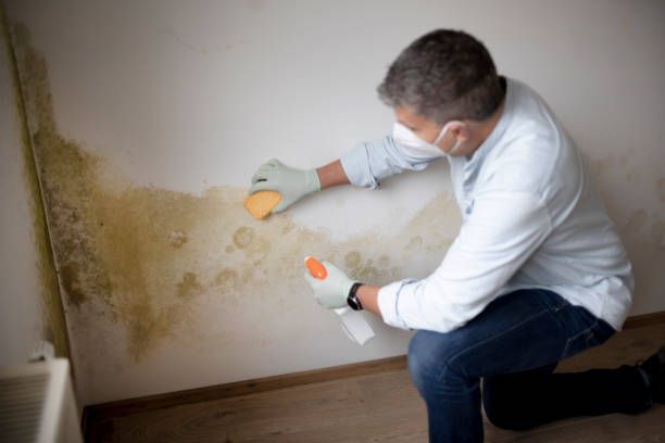 Best Mold-Related Health Consultation  in Clarks Summit, PA