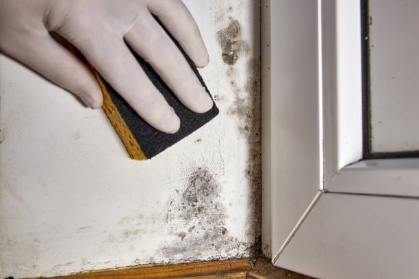 Best Mold Odor Removal Services  in Clarks Summit, PA